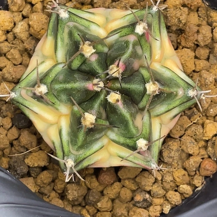 六棱腹肌 一物一拍