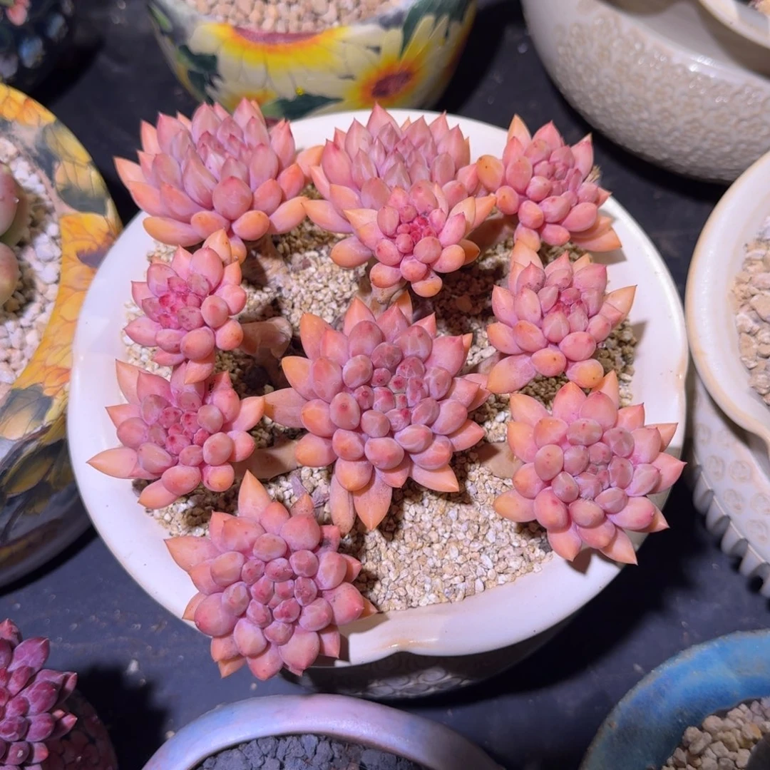 红蜻蜓 老桩 一物一拍