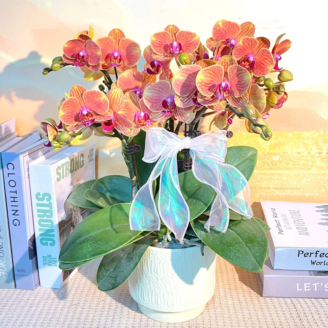 大吉大利 爱马仕橙 橙色蝴蝶兰  室内精品 观赏真花