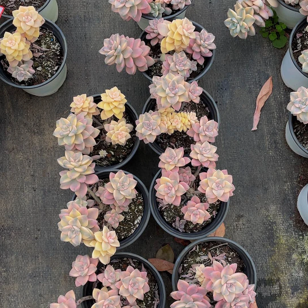 罗****车美杏锦多肉植物2组