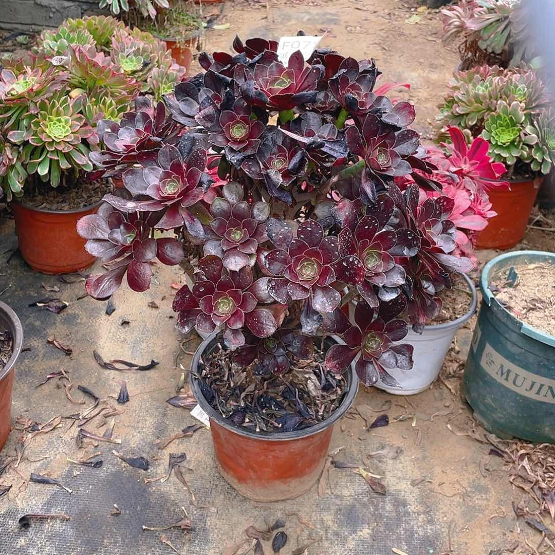 75圆叶酒杯多肉小损不包