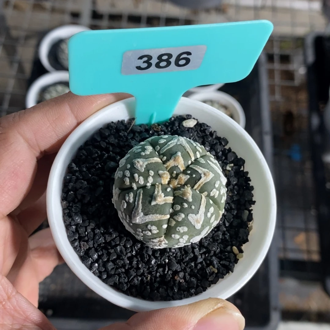 V兜多肉植物一个一个