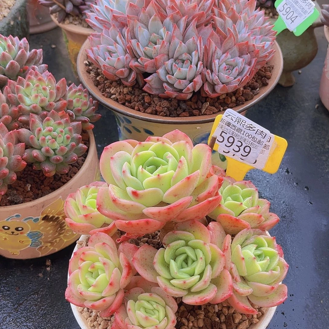 5939碧桃仙子多肉植物