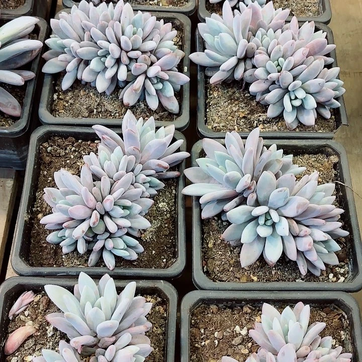 橙龙精品多肉无数头新粉交朋友价