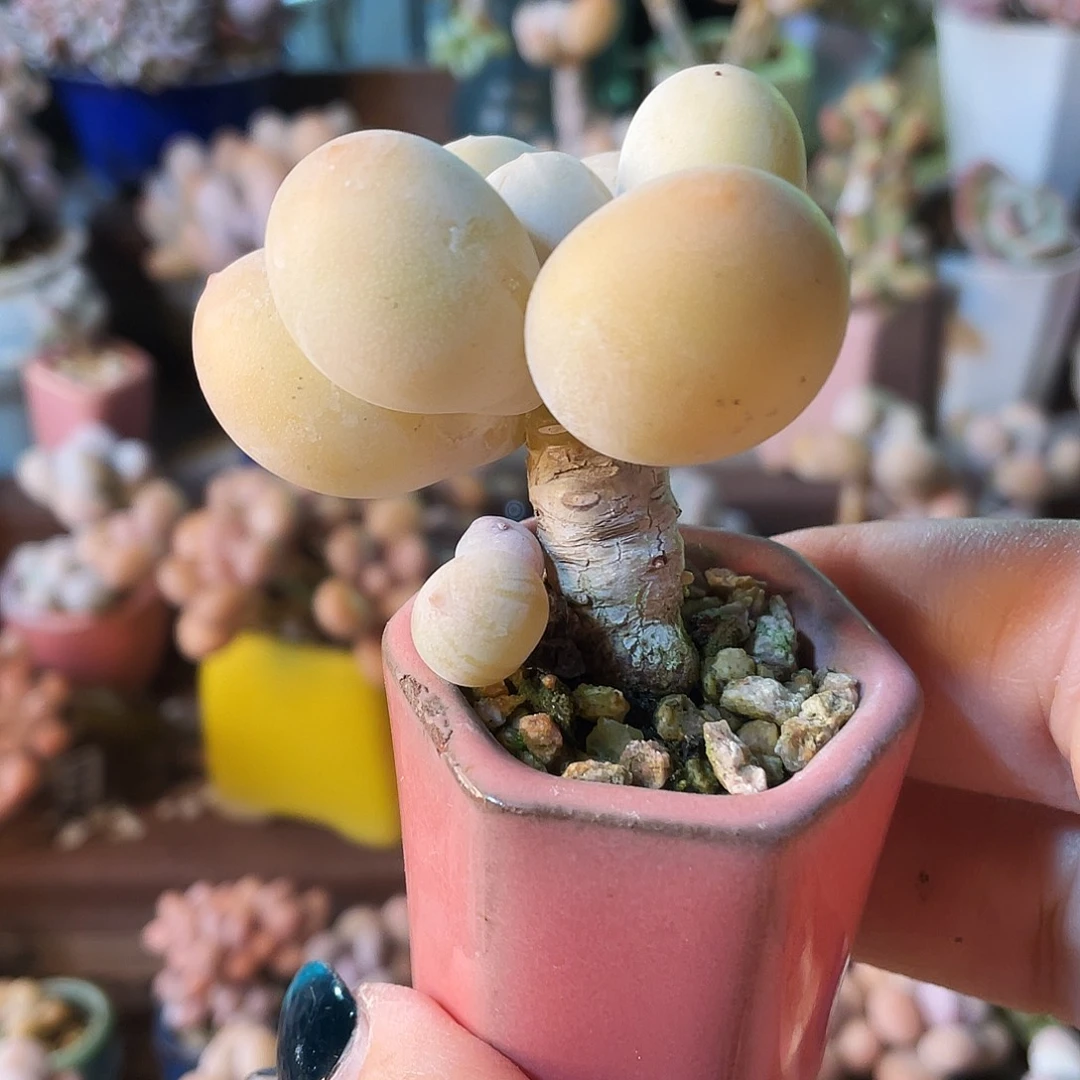 小****多肉植物的生长发育和生长发育
