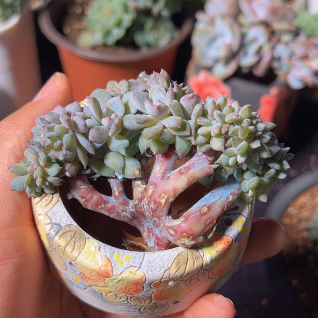 新年快乐 新年快乐