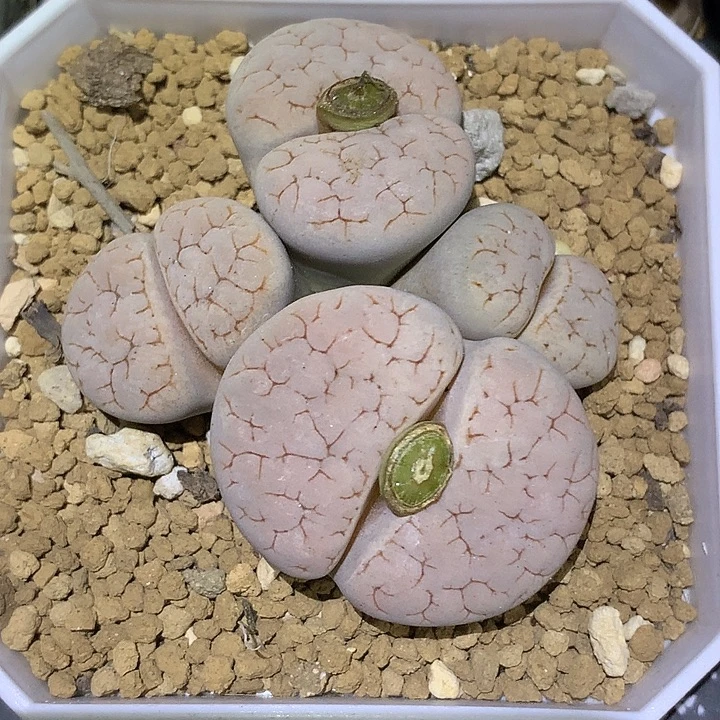 精品多肉植物精品多肉植物