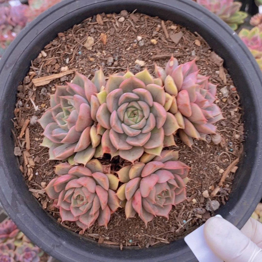 9542玫瑰夫人一物一拍