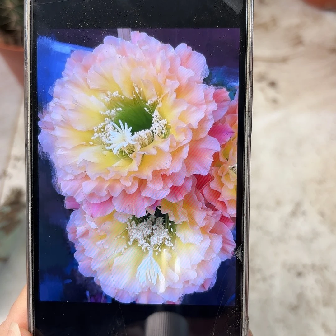 毛花柱倾城之恋侧牙4.5-5公分左右