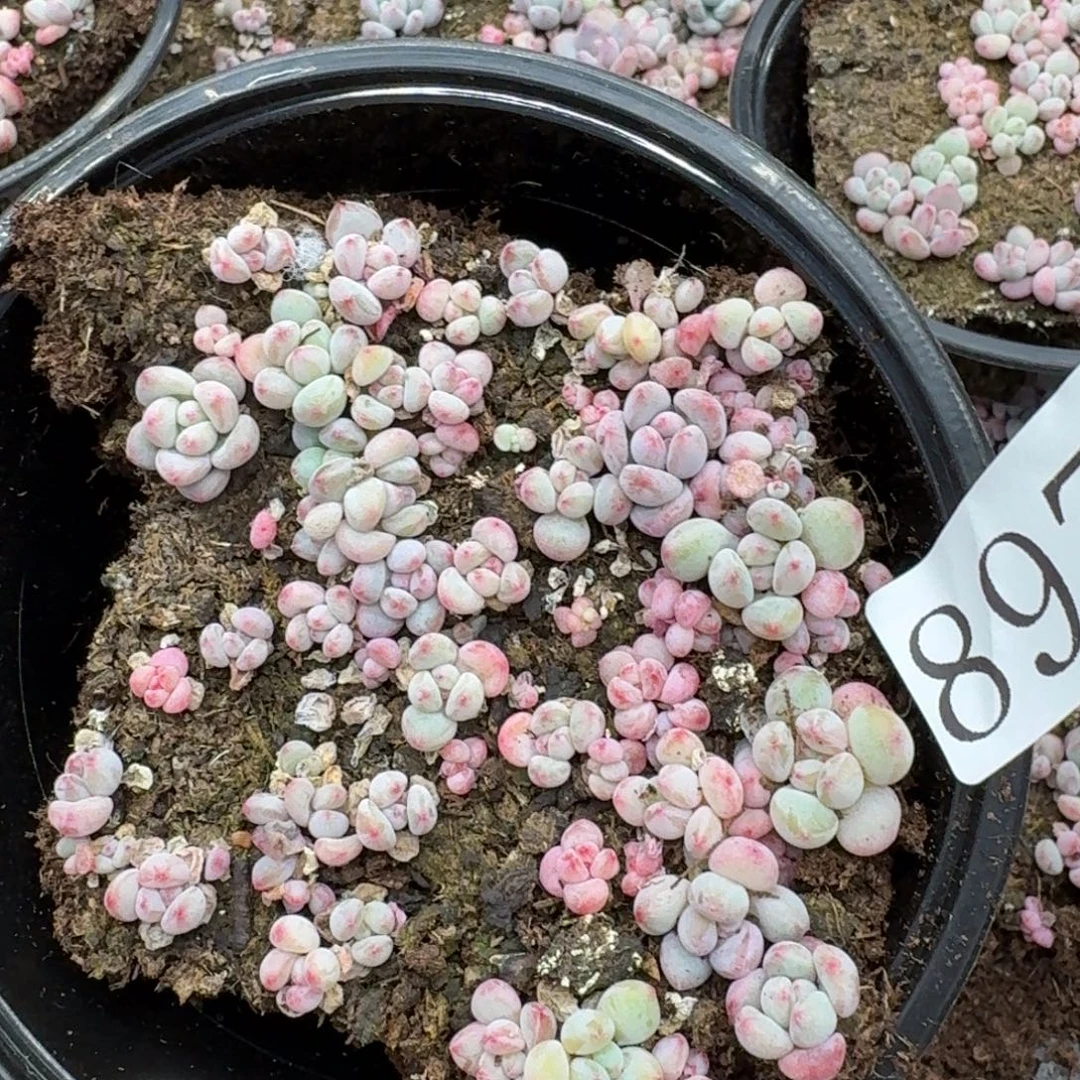 多肉植物多肉植物879