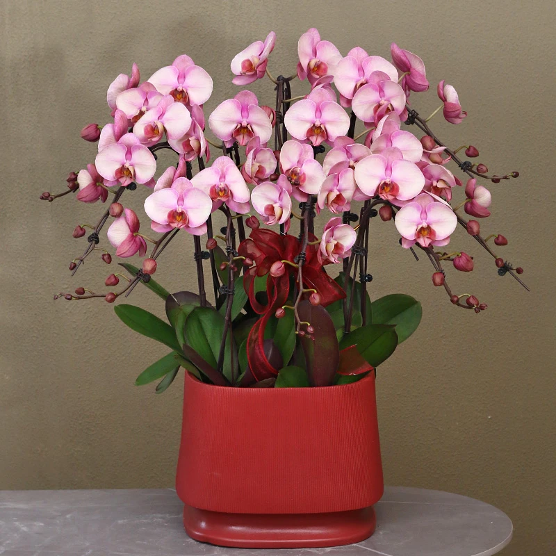 蝴蝶兰【香妃】带花带盆组好伴手礼送礼茶桌婚礼客厅美化装饰