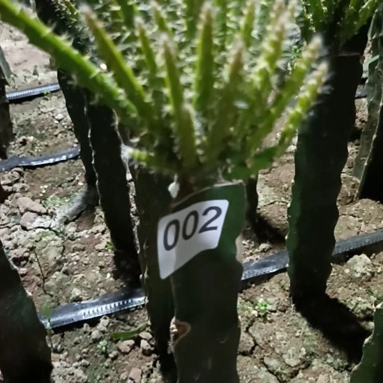 父***山鼠尾令箭糖果粉色一棵002