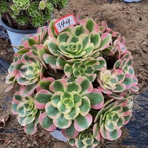 布加迪老桩捧花349号