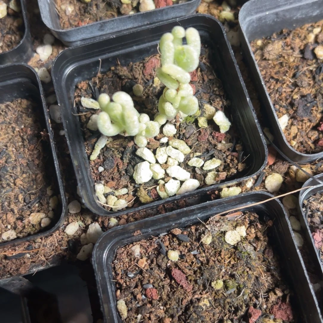 红叶黄锦55杯老桩福利