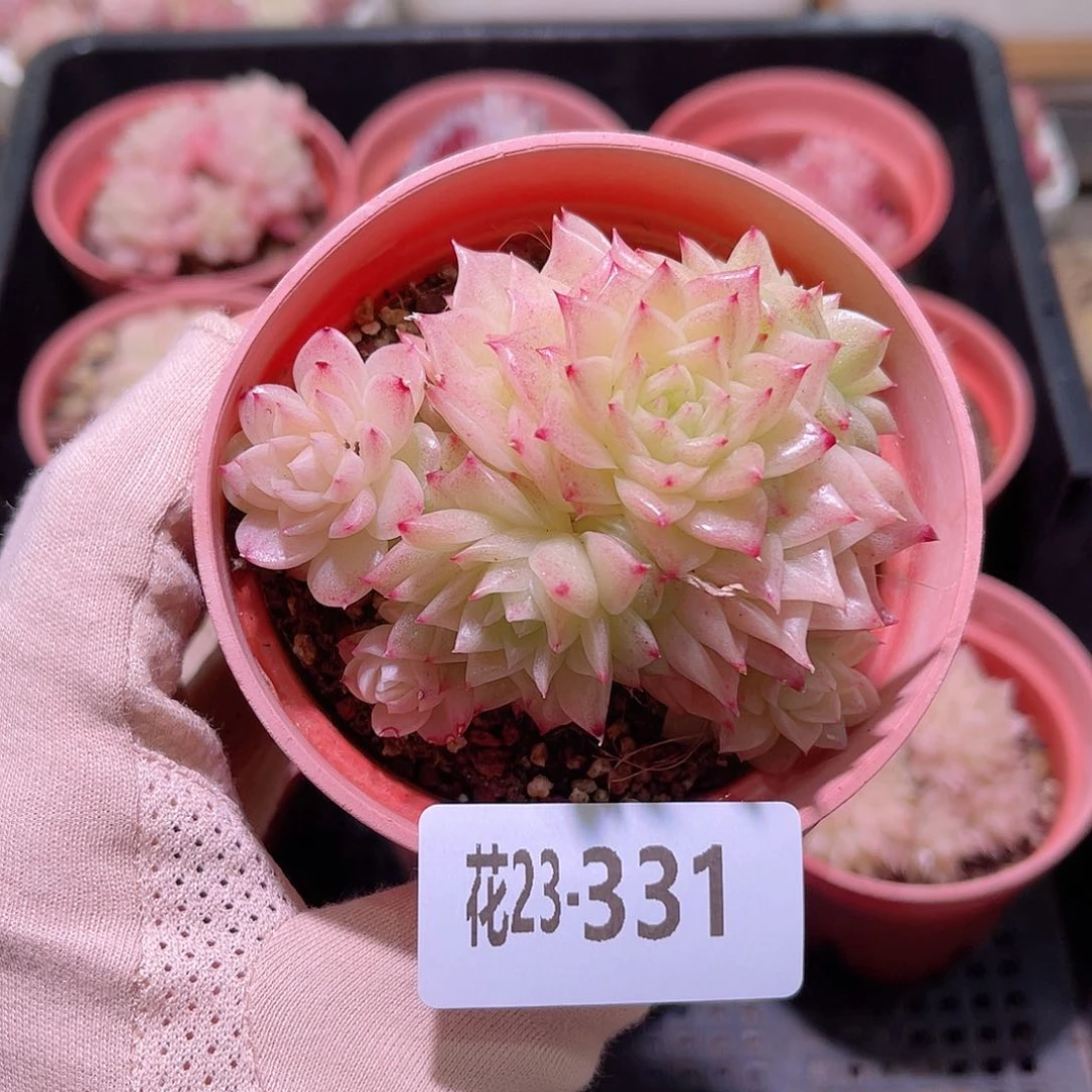 花利美23-331幻影