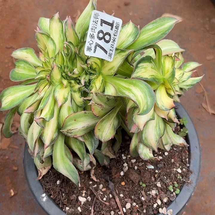 781幻彩缀化掌心多肉法师锦不包侧枝断枝