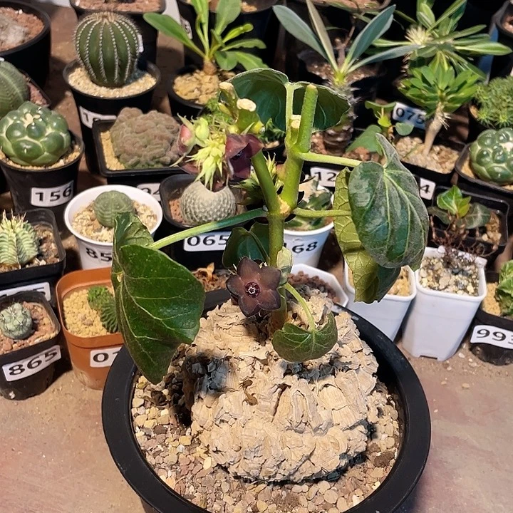 062超大龟甲箩魔块根