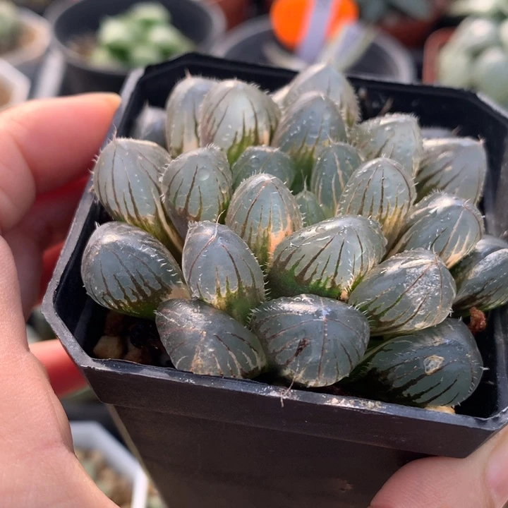 贴***版补运费，巨大痴线玉露了