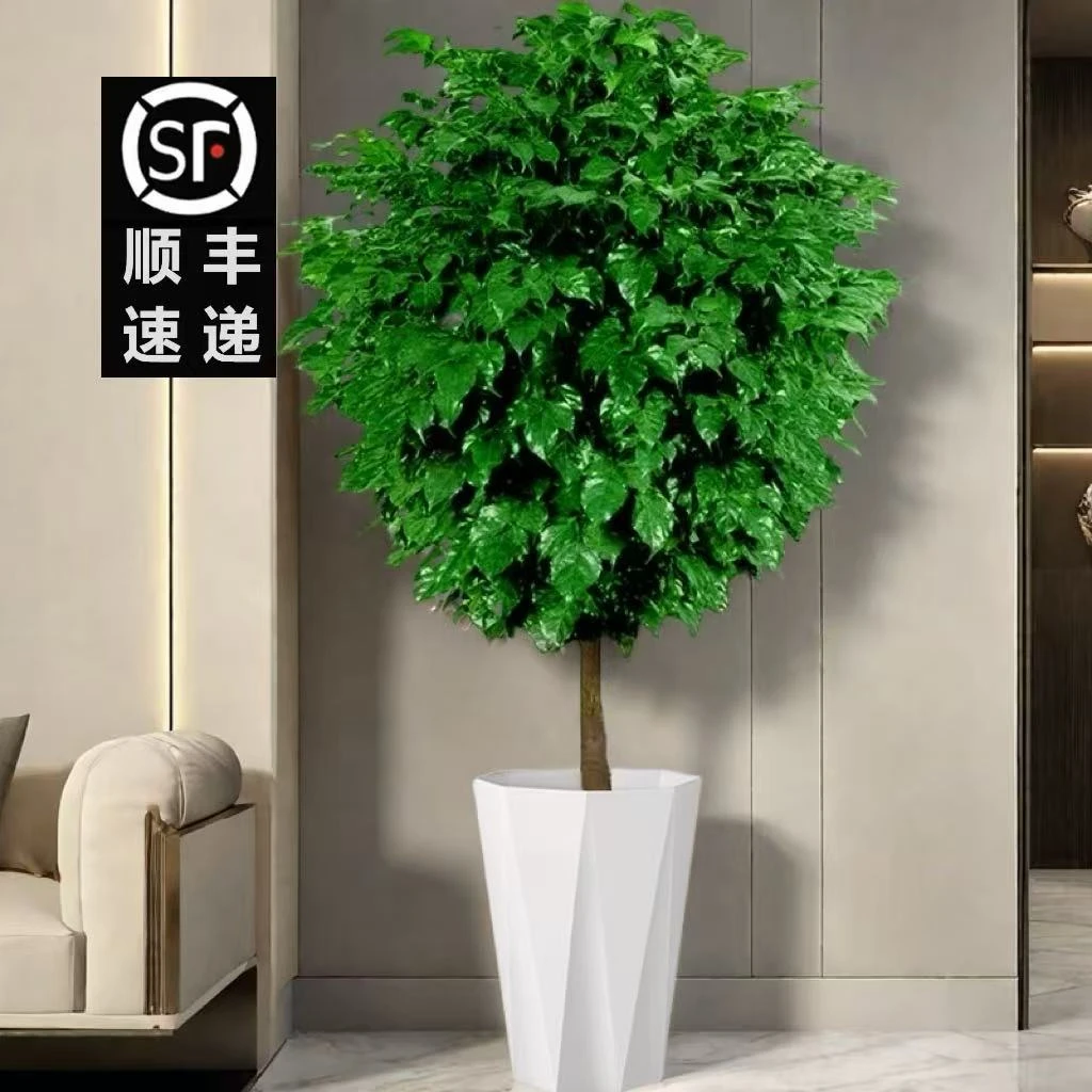 【顺丰包邮】1.4-1.6米棒棒糖幸福树大型室内好养耐活净化空气绿植