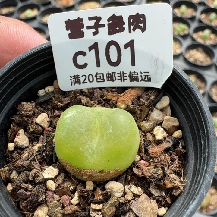带盆土。