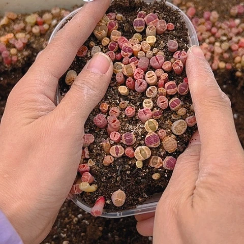 【闪购商品】24651