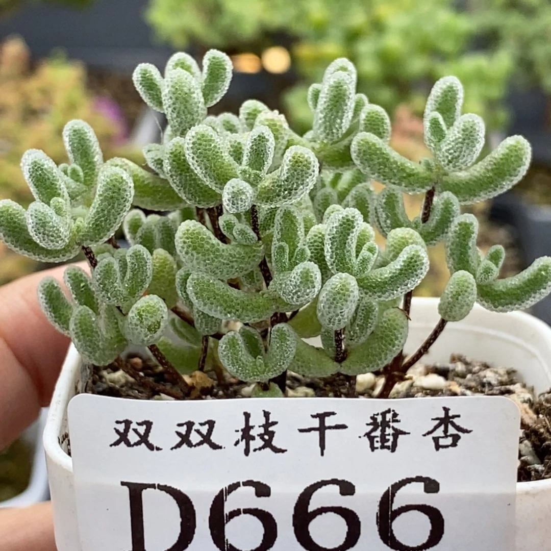 666实生冰晶。