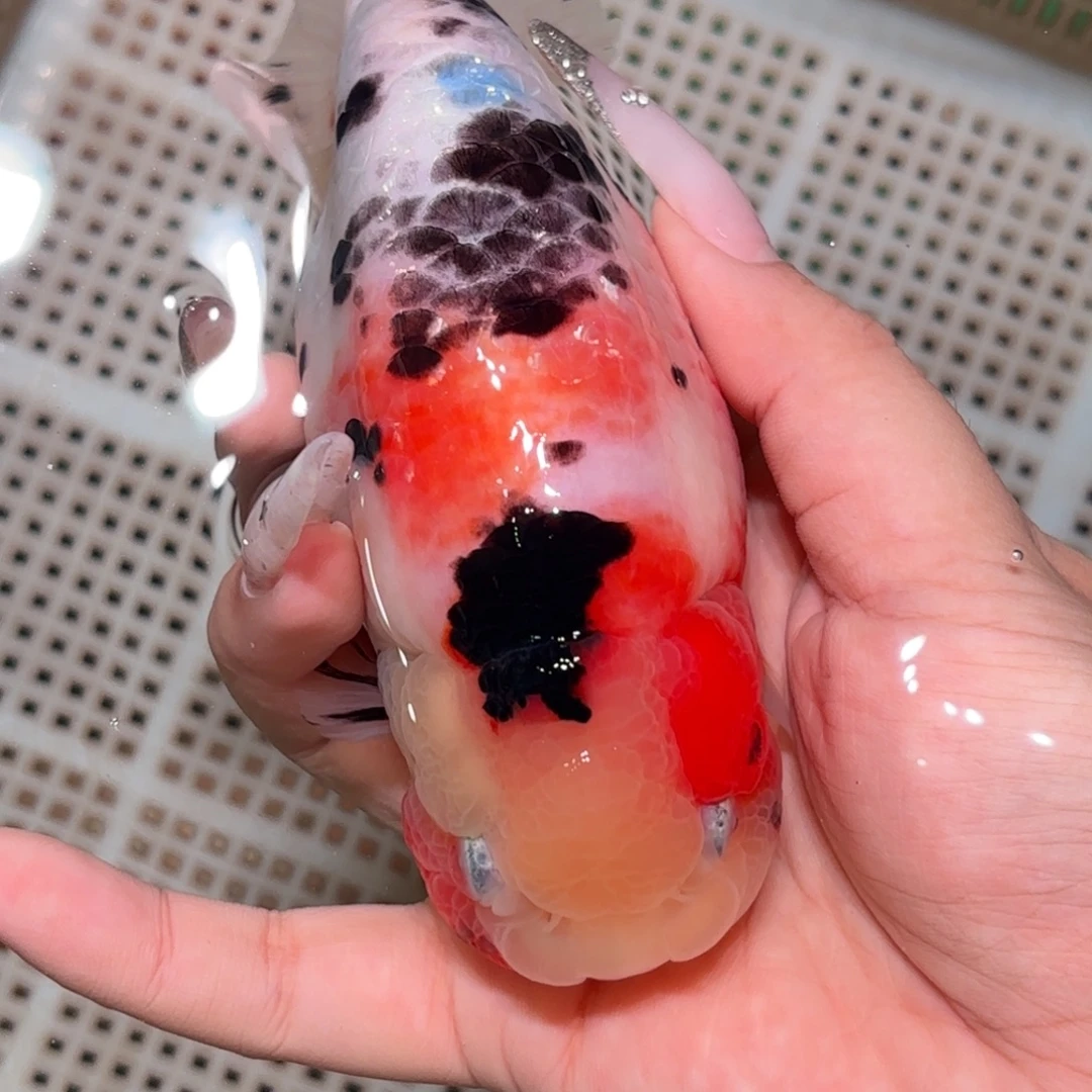 抱***晶金鱼拍包装包邮，不拍包装运费到付