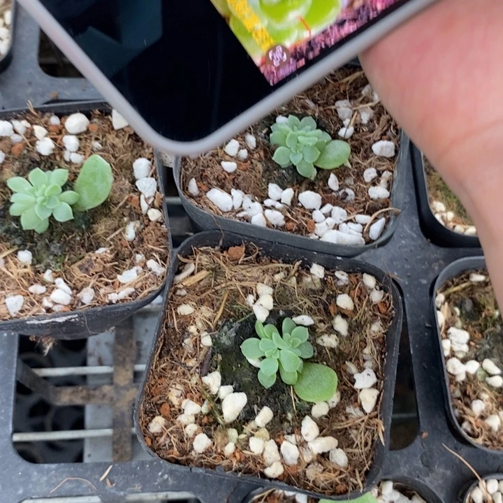 标188花开财富c7一个量拍