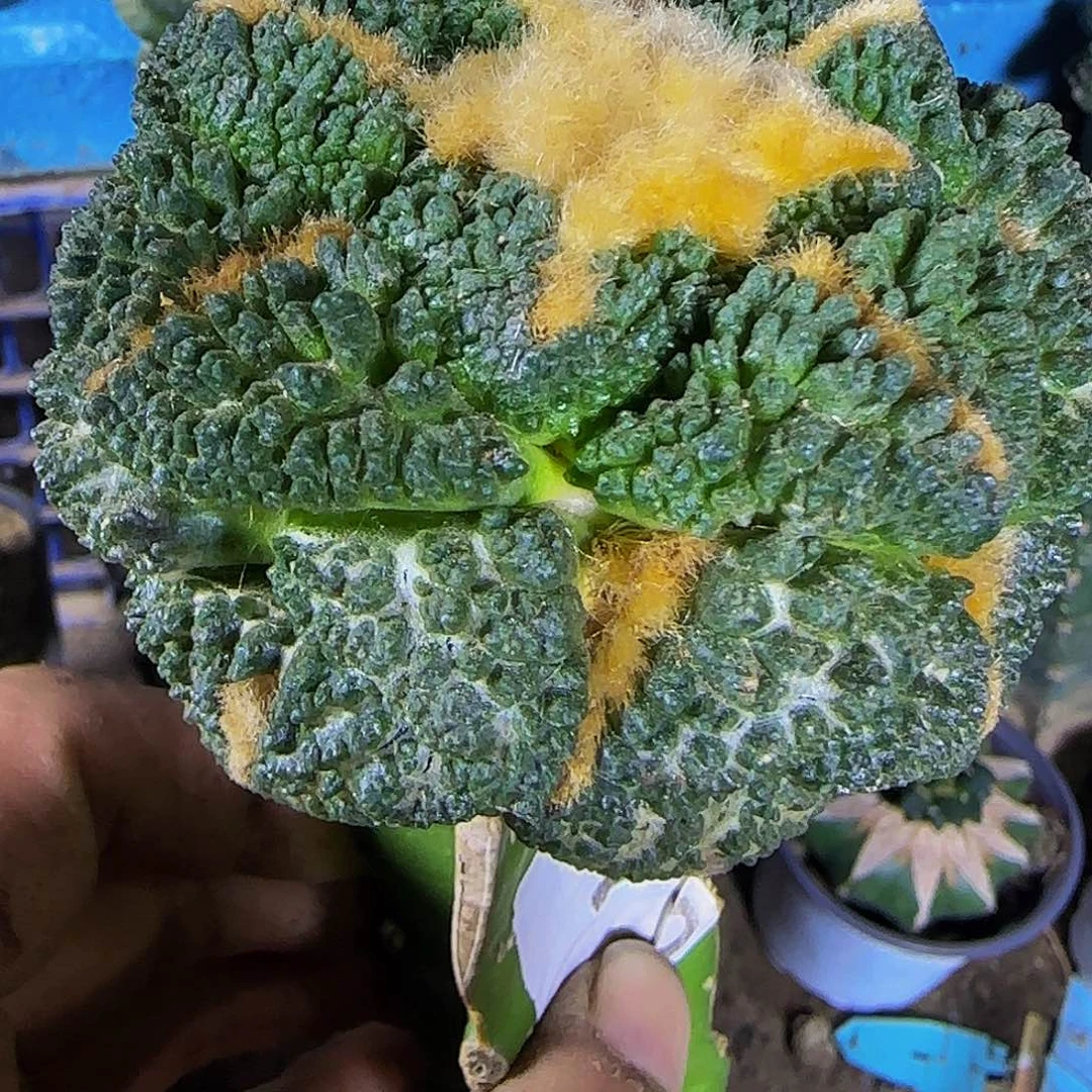 大尤龟甲672仙人球