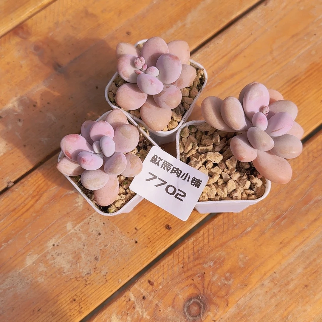 多肉植物桃蛋单头三颗一组7702