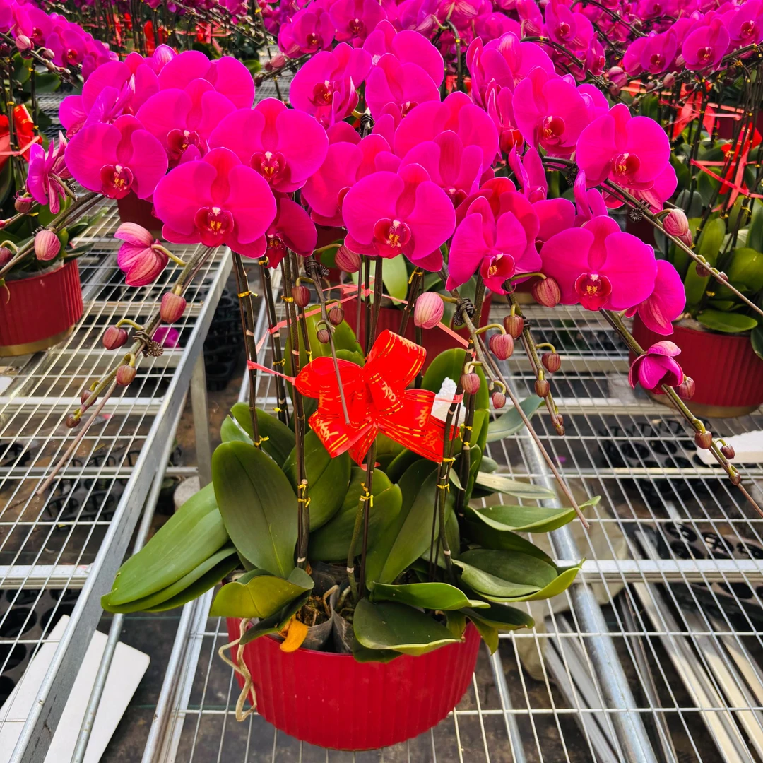 蝴蝶兰【A级大辣椒】10棵组盆带花带花苞80朵