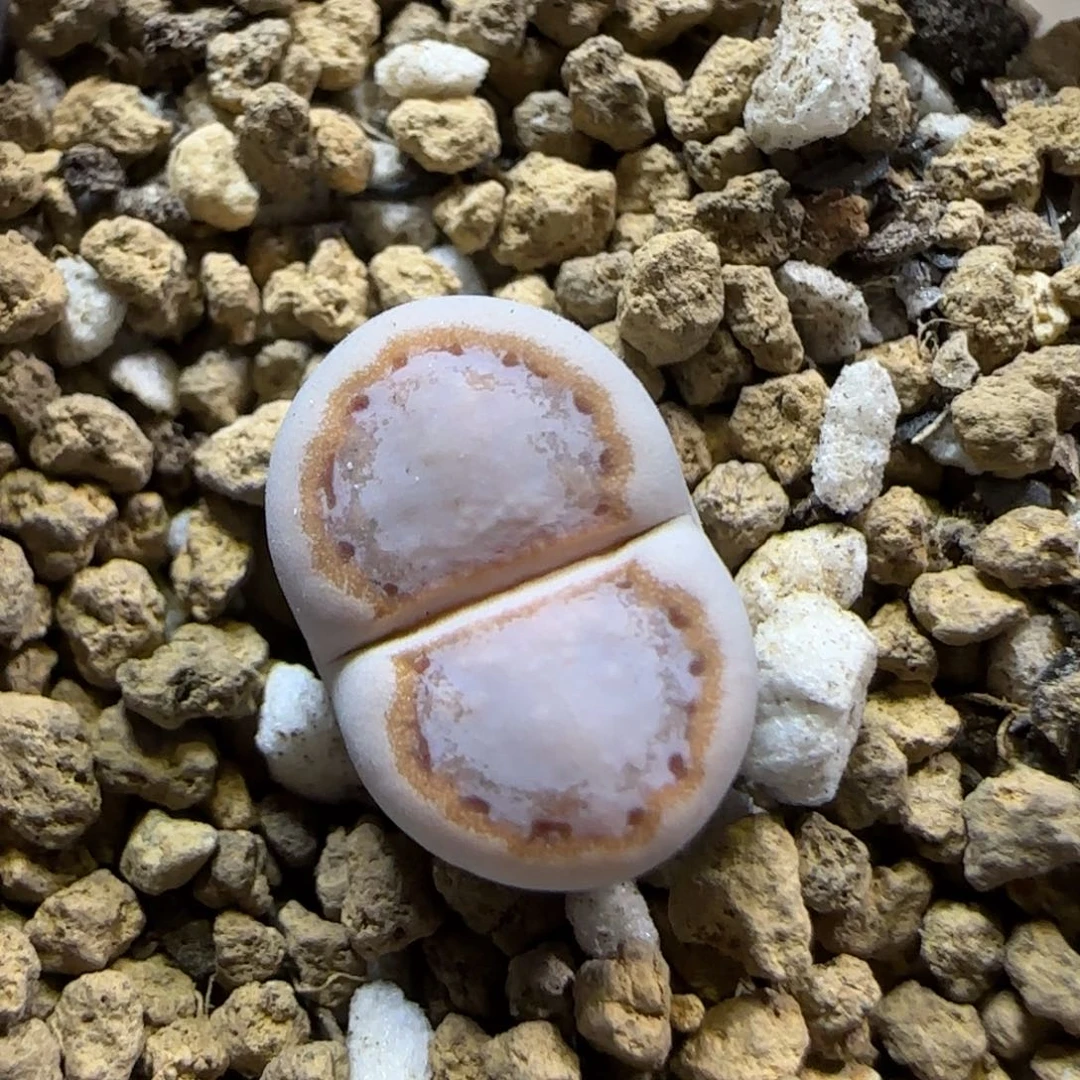 11.3。   216饼干。   2009