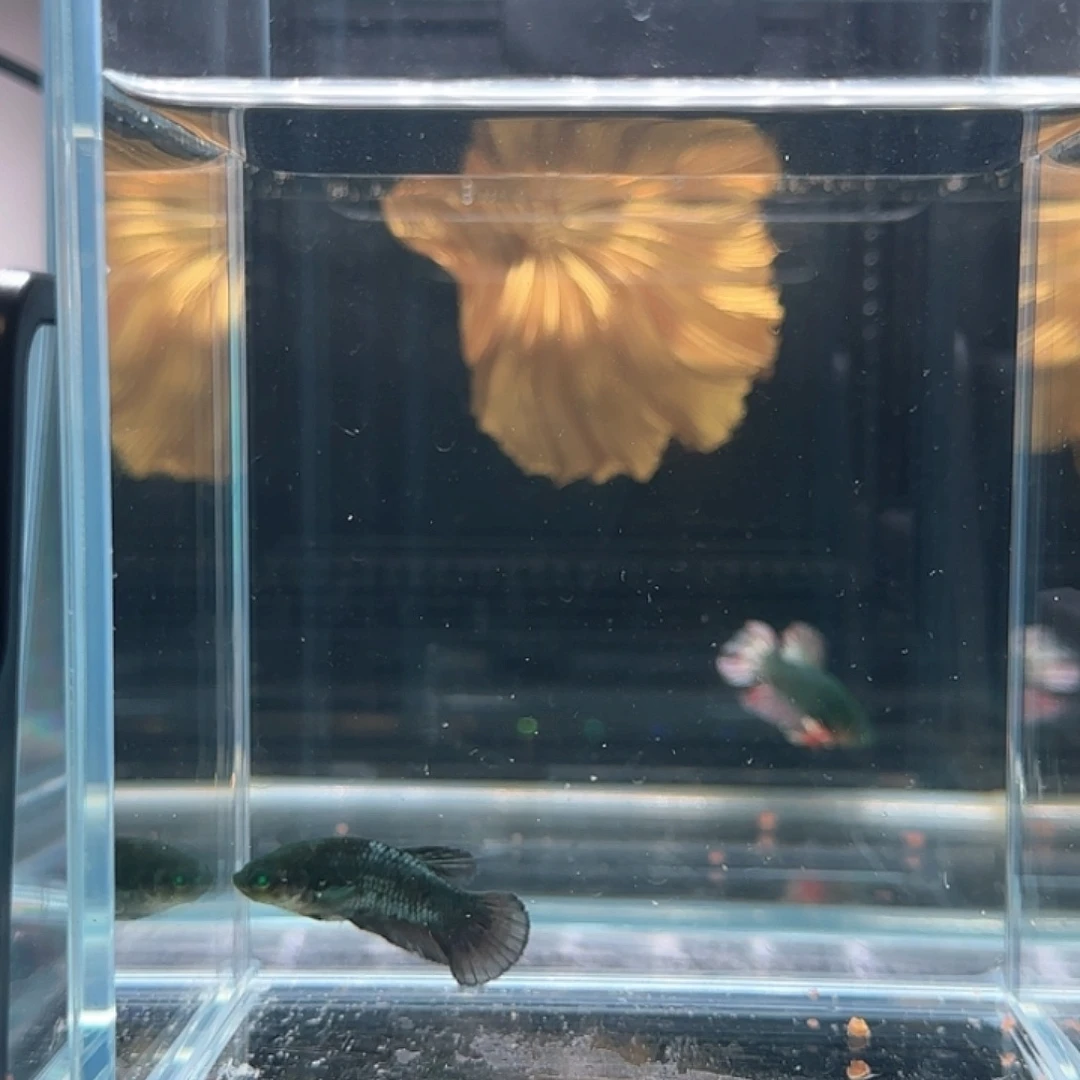 斗鱼活体观赏鱼好养耐活