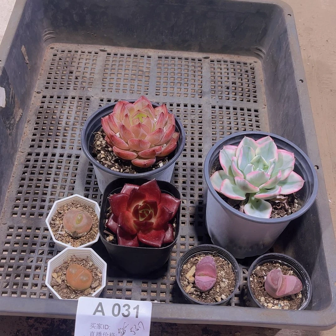多肉031多肉植物1