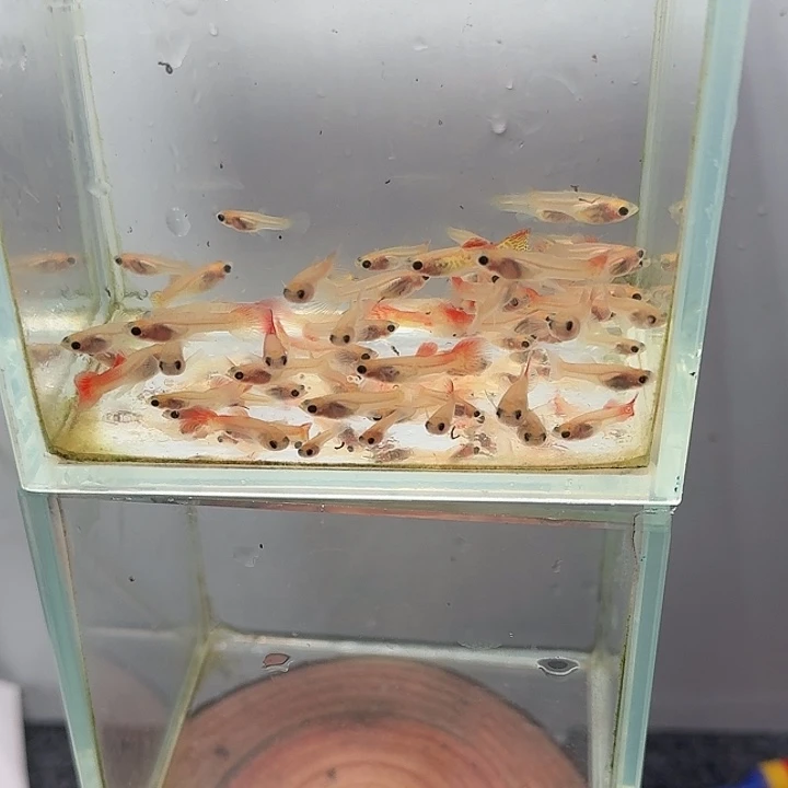 孔雀鱼红蕾丝玻璃猫苗15条【拍一发二】