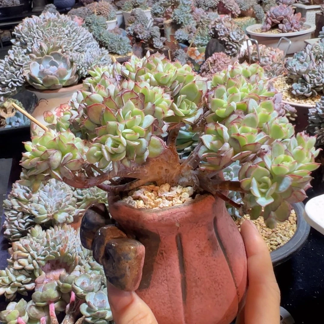 豪***贝新年快乐 新年快乐 新年快乐