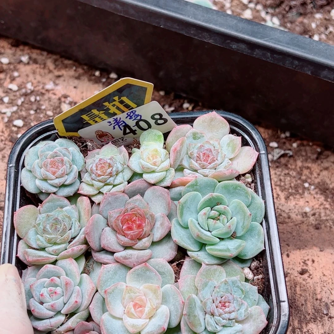 多肉植物多肉植物