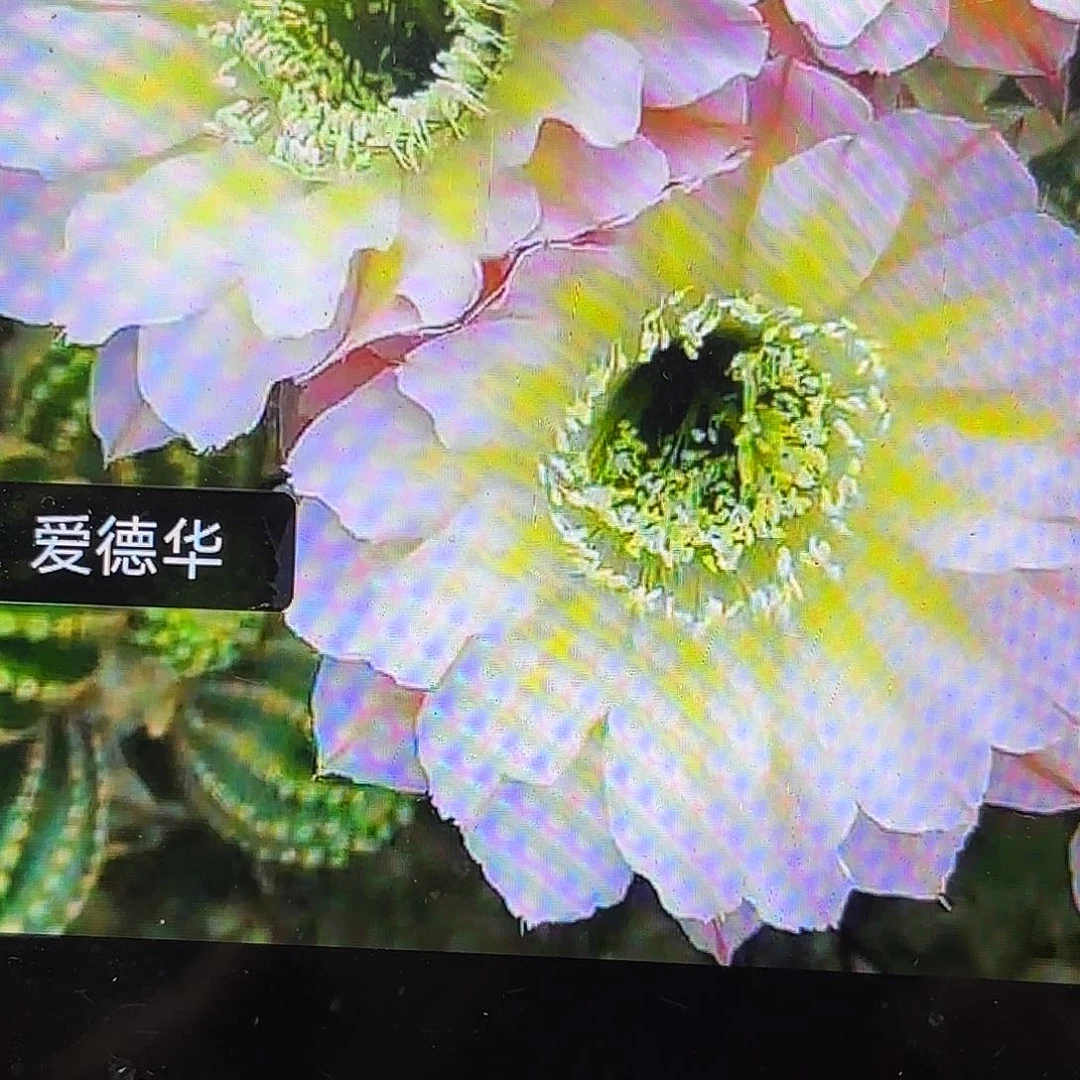 爱德华彩侧牙28包邮仙人球42