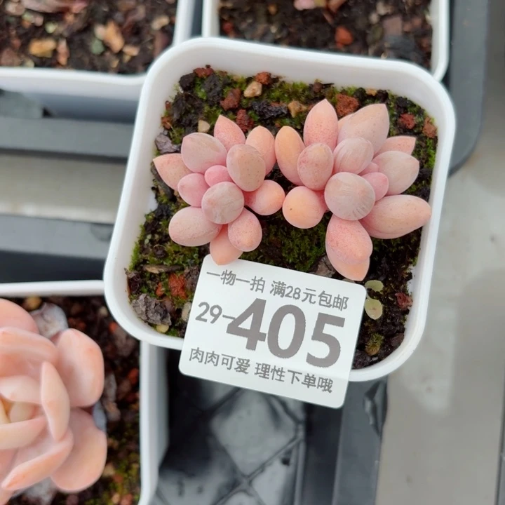 汤圆多肉无盆土发货多肉多