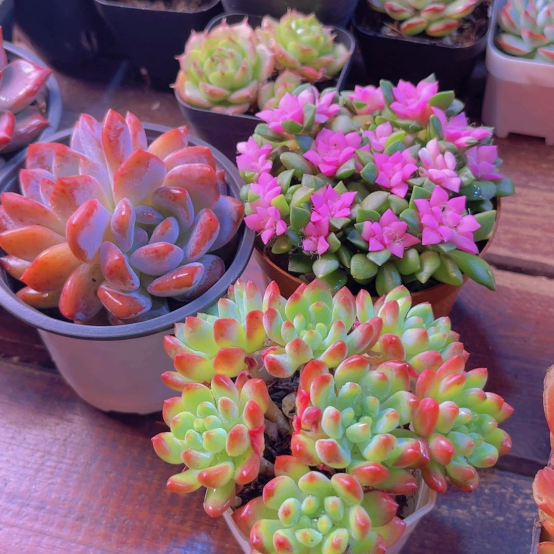梦影大双头 吹雪大群 蓝苹果群