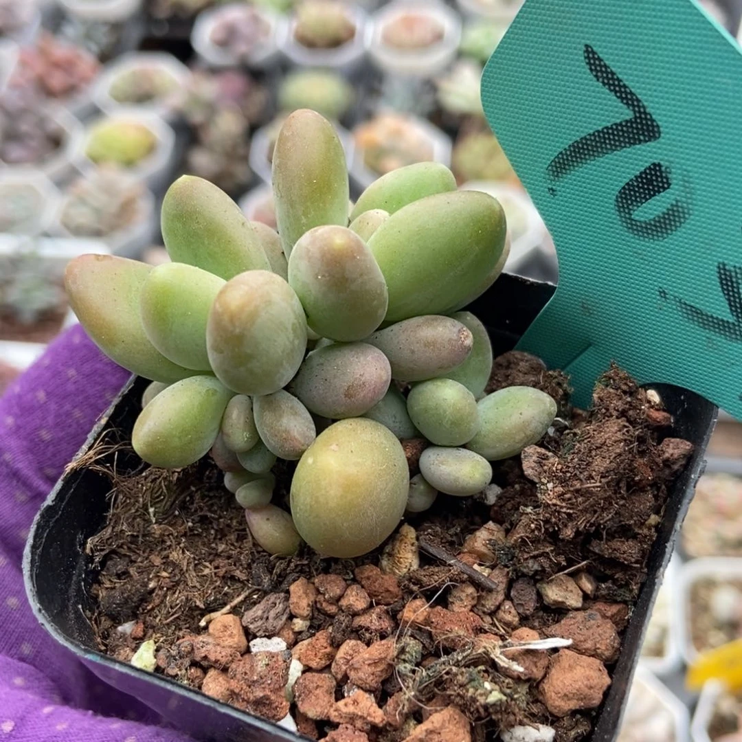 7037芒果奶多肉植物