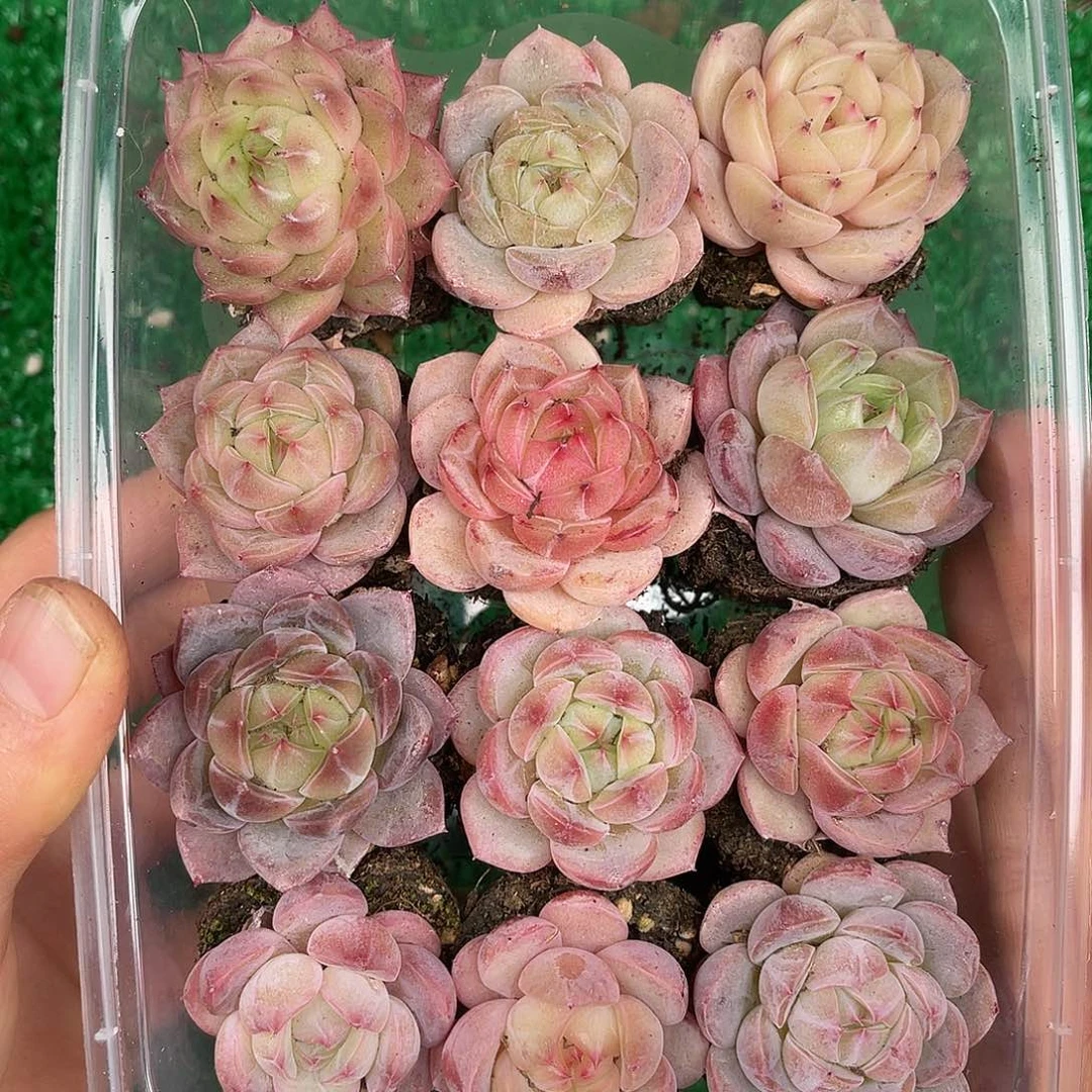 多肉一物一拍30-91