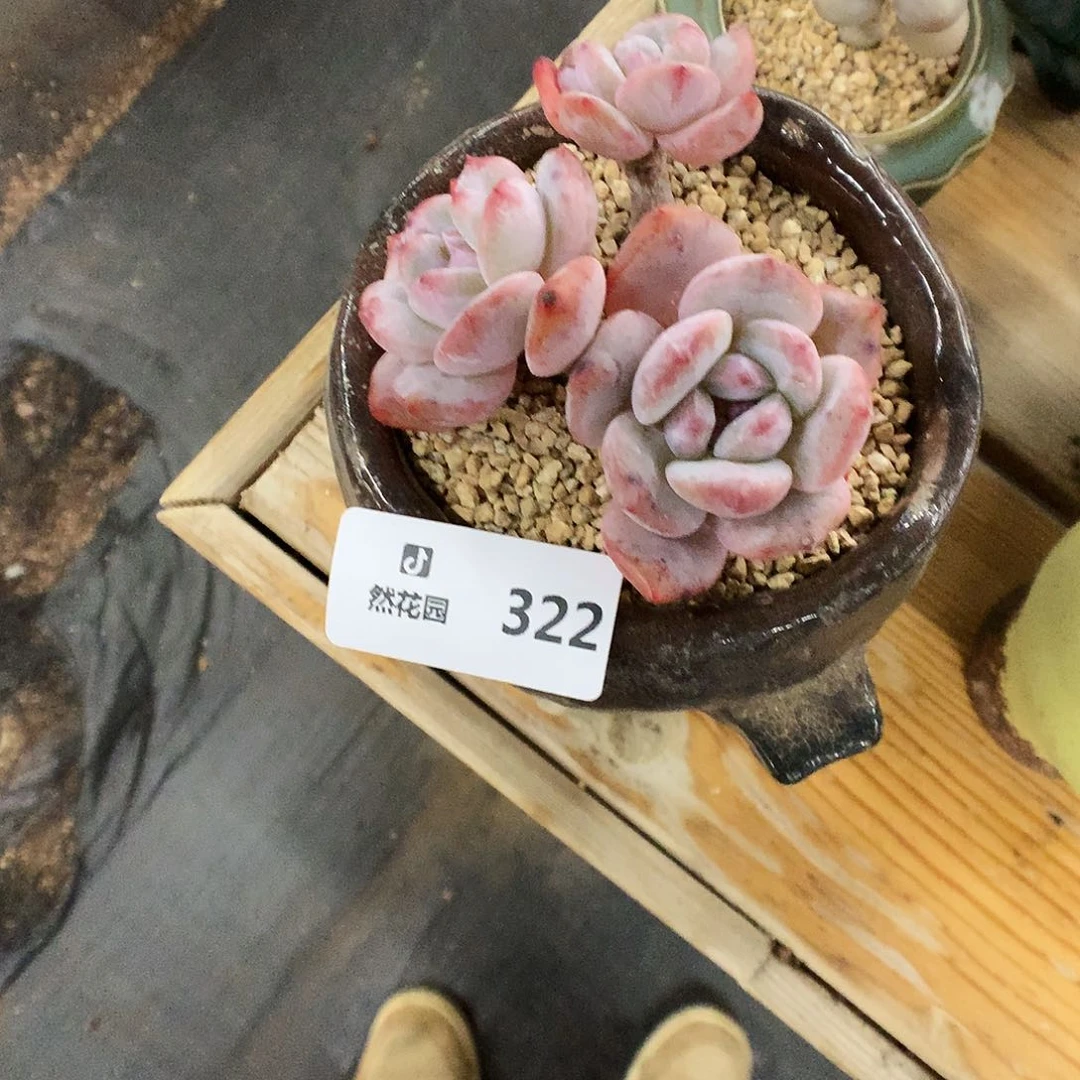 322星影多肉植物6666