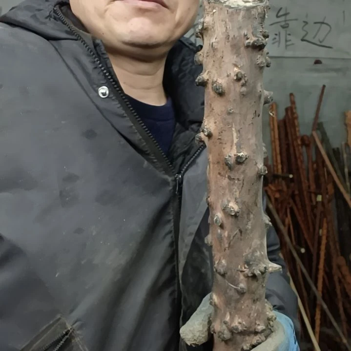稳定木心**然贵州檬子木   铁马鞭   根艺  半成品