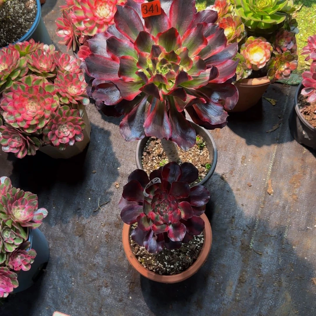 语****341+212多肉法师锦11111