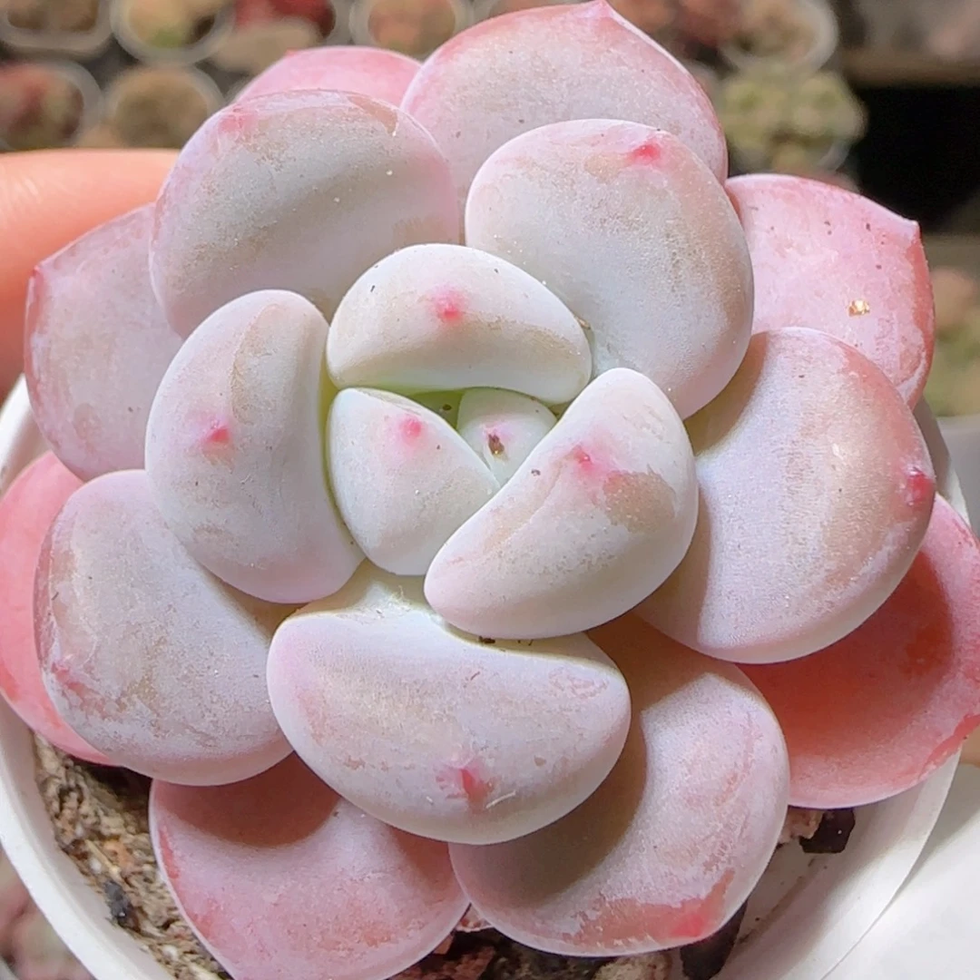 花语多肉1214-09婴儿梦