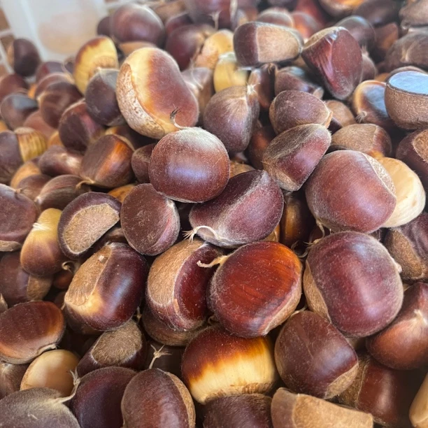 湖南攸县酒埠江板栗本地农产品