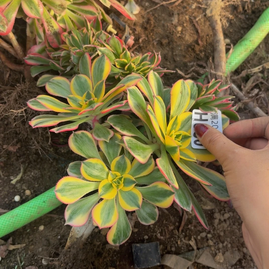 80多肉植物捧花的时候