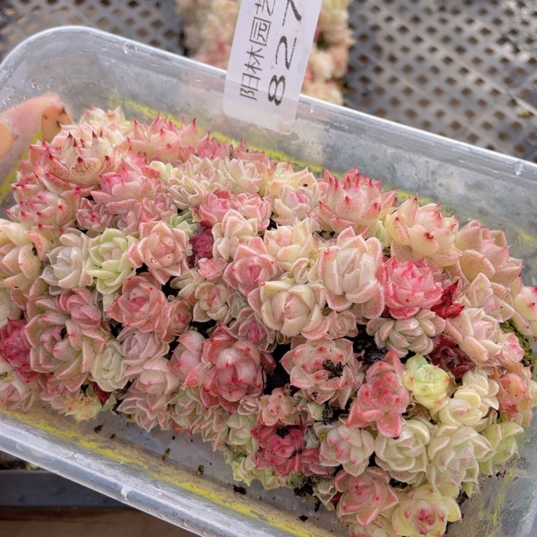 多肉植物多肉植物827