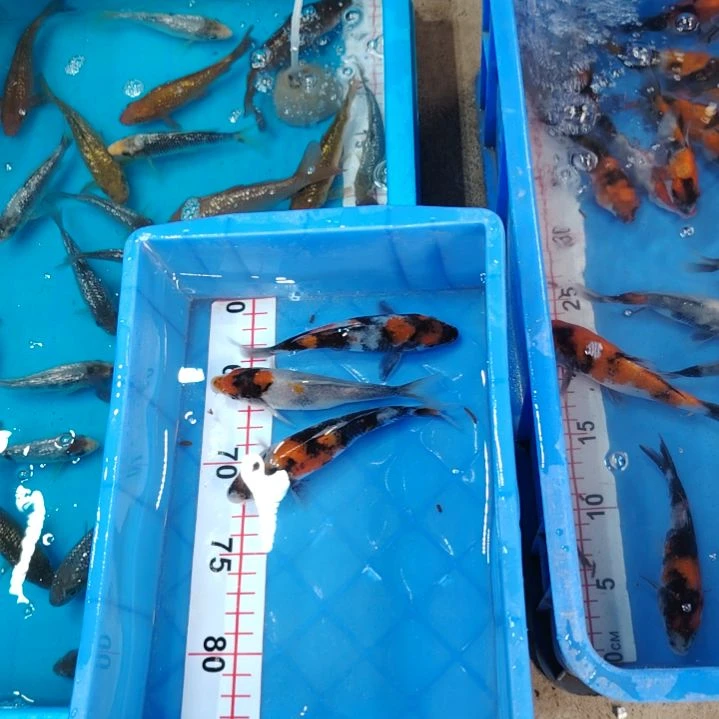 海水顺丰包邮开箱包活1